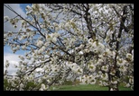 Pliska -14-04-2013 - Bogdan Balaban
